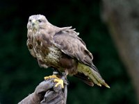 Maeusebussard 077